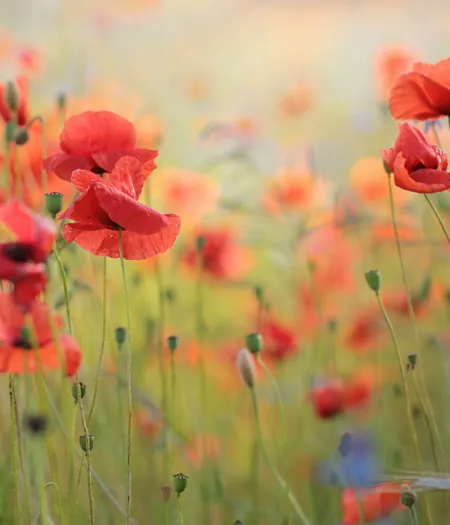 Sommarblommor1