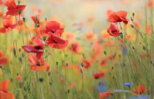 Sommarblommor1
